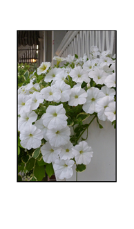 White Petunias