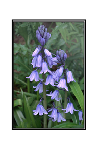 blue bell fowers in a slight fog