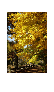 Clove Lake Yellow Tree with Wood Fenced Path