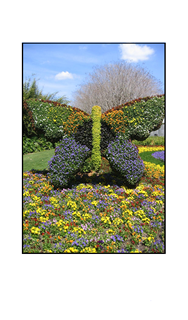 Flowered Butterfly Bush