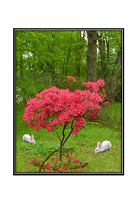 red azalea tree with white bunnies