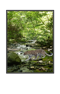 amur leopard crossing stream