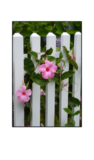 Hot Pink Flowers through White Picket Fence