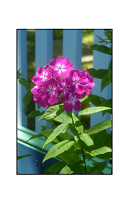 Hot Pink flowers with blue fence