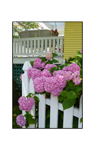 Cape May Pink Hyfrangeas by white fence and swing bench