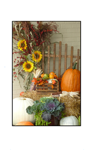 Lancaster Autumnal Mix with Sunflowers, Fence and Pumpkins