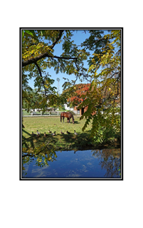 horse, windmill, ducks, pond