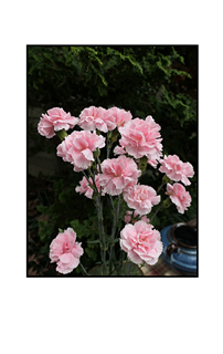 pink carnations