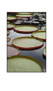 Lily Pads