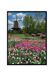 windmill and tulips