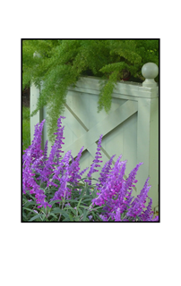 green fauna overhanging white wall with purple flowers