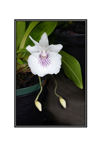 white flower stepping out of flower pot