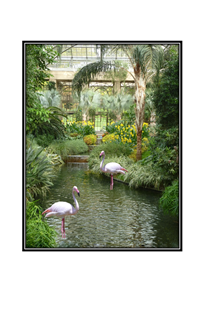 indoor stream with flamingos