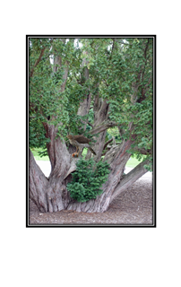 odd looking tree with cooper hawk capture