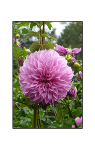 Pink Dahlia