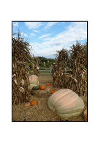 Haystack, Pumpkins and corn stalks