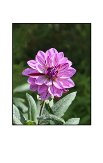 purple streaked dahlia