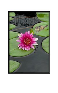 red lotus with chipmonk on lily pad