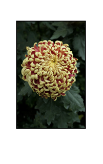 rust oatmeal chrysanthemum