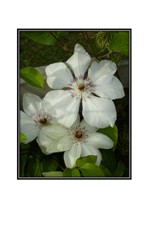 white flowers