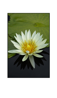 white lotus with golden center