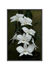 white orchids