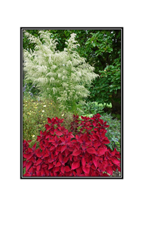 white leaf tree and red leaf bush