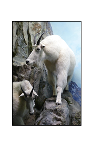 Rocky Mountain Goats