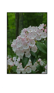 Mountain Laurel with Tree