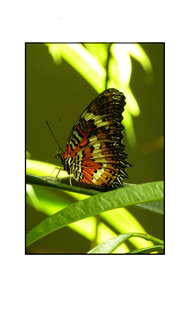 Orange and Yellow Butterfly