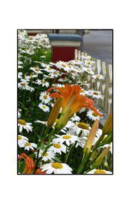 Cape May orange lilies and daisies