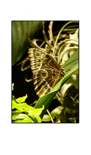 Owl Butterfly