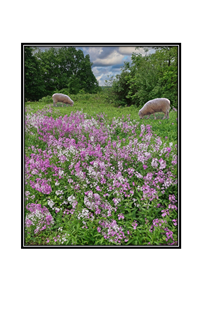 wild purple and white flowers and grazing sheep