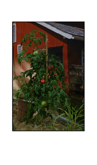 Red barn with Tomato Plant and Sun Rays