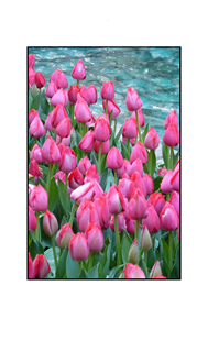 Red Tulips by Pool