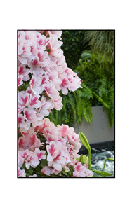 Small Pink White Flowers by Pool