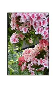 Small Pink White Flowers with Lily Pods