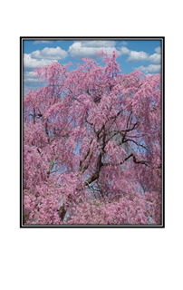 pink spring bloom tree