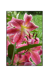 Star Gazer Lilies