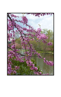 pink spring budd by pond