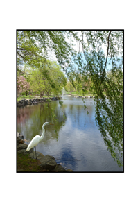 Egret overlooking pond