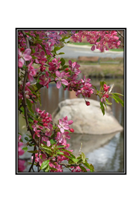 spring bloom by pond with reflecting rock