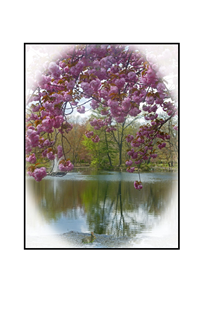 Spring Bloom with bunny in forground and water spring in background