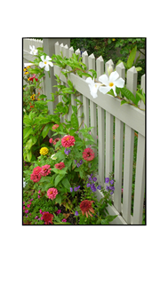 Cape May white fence with various flowers