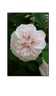 White Pink Center Rose