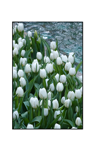 White Tulips by Pool