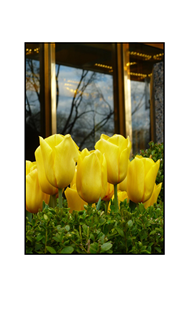 Yellow Tulips by Building