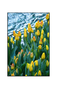 Yellow Tulips by Pool