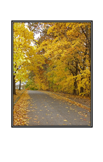 autumn yellow tree lined road