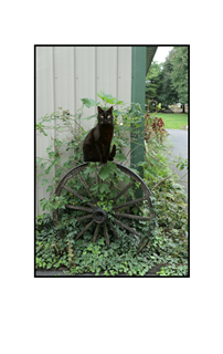 black cat sitting on wheel